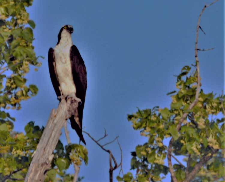 osprey